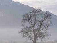 Kahler Baum im Nebelschleier - Aschau